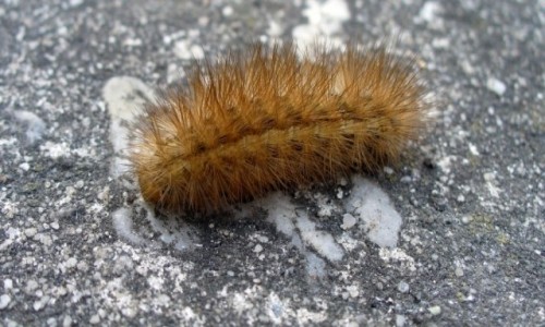 Zdj�cie CZECHY / kraj morawsko-�l�ski / Soviniec / Szczoteczka na trasie.