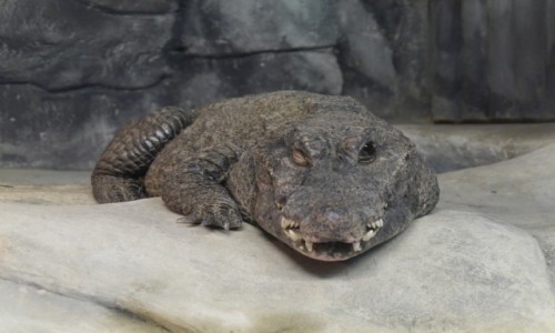 Zdjęcie CZECHY / - / ZOO Liberec / Mam na ciebie oko