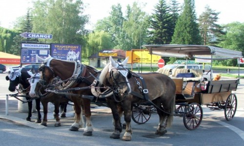 Zdjęcie CZECHY / Kraj środkowoczeski, powiat Beroun / Karlsztejn / W oczekiwaniu na chętnych do jazdy