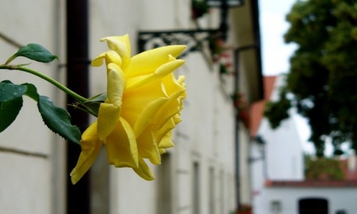 Zdjecie CZECHY / Kraj rodkowo czeski / Praga / Ra na Hradcanach