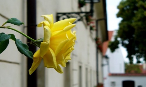 Zdjecie CZECHY / rodkowoczeski / Praga / Ra na cianie budynku 302 Hradcany