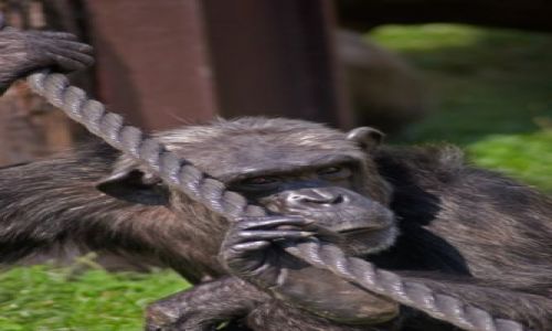 Zdjecie CZECHY / brak / Dvur Kralove / Kolejny wesoy dzie w ZOO