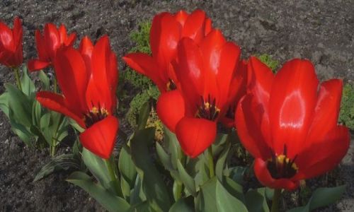Zdjcie CZECHY / brak / Liberec / Konkurs/wiosna tulipanowa