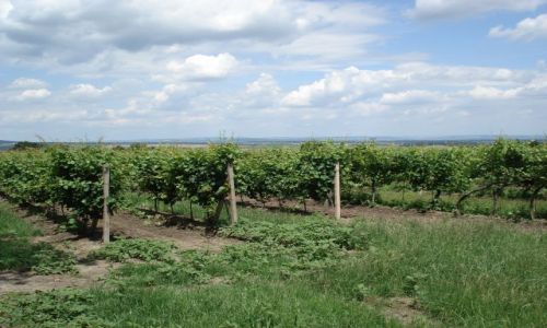 Zdjęcie CZECHY / Morawy / okolice Valtic / Rośnie sobie winko ...