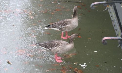 Zdjęcie CZECHY / polnocne Czechy / stawik / po lodzie