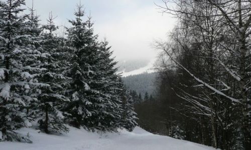 Zdjęcie CZECHY / Karkonosze / Pec pod Snezkou / Przecinka