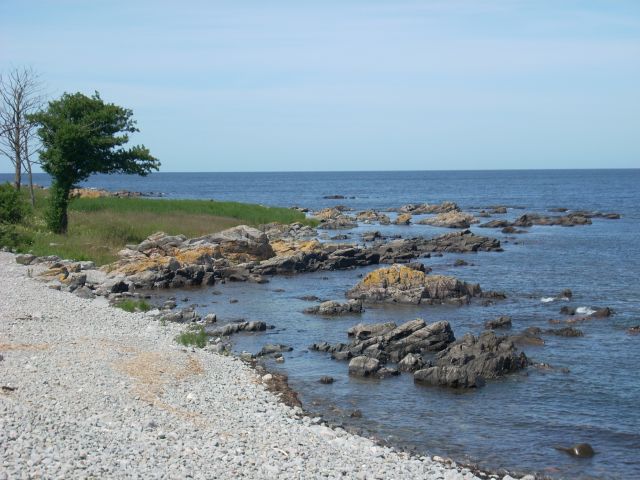 Zdjęcia: Melsted, Bornholm, Bornholm. Kamienna plaża z drzewem., DANIA Zdjęcia: Melsted, Bornholm, Bornholm. Kamienna plaża z drzewem., DANIA
