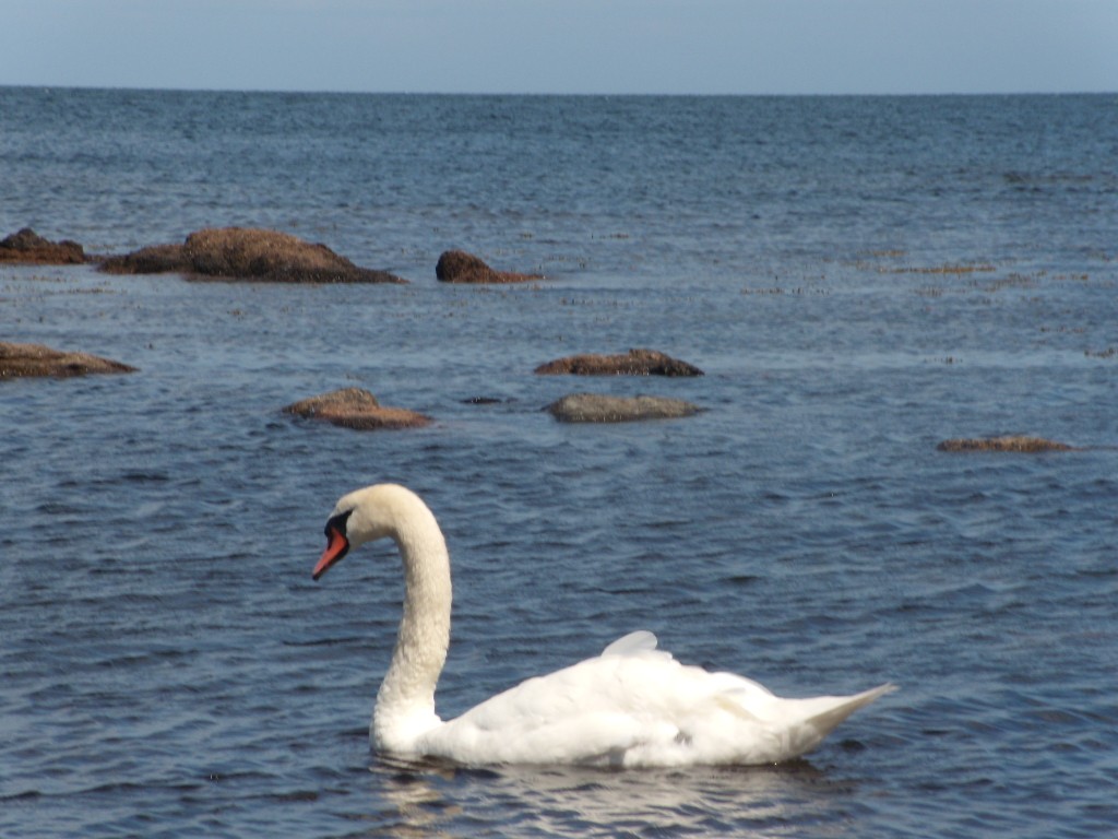 Zdjęcia: Okolice Melsted, Wyspa Bornholm, Wyprawa rowerowa na Bornholm, DANIA Zdjęcia: Okolice Melsted, Wyspa Bornholm, Wyprawa rowerowa na Bornholm, DANIA
