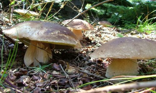 Zdjecie DANIA / zalesiona, centralna cz wyspy / Almindingen / Prawdziwkowy wysyp