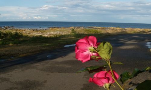 Zdjecie DANIA / Wyspa Bornholm / Pejza morski w okolicy Salenebugt / Wyprawa rowerowa na Bornholm