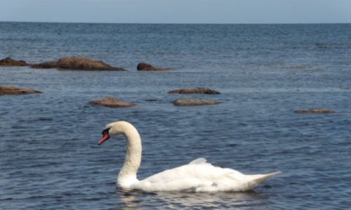 Zdjęcie DANIA / Wyspa Bornholm / Okolice Melsted / Wyprawa rowerowa na Bornholm
