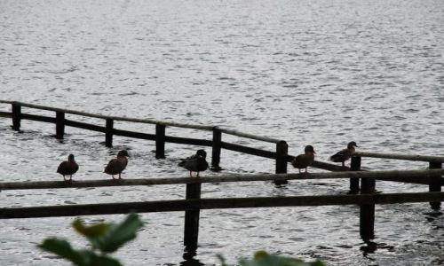 Zdjęcie DANIA / Jutlandia / Silkeborg / Poszukiwanie jesieni w Silkeborg