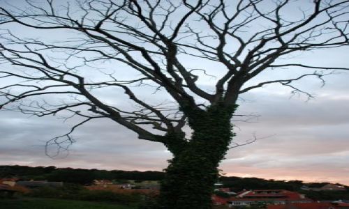 Zdjęcie DANIA / Bornholm / Bornholm  / tree