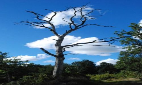 Zdjęcie DANIA / Bornholm / Bornholm  / tree2