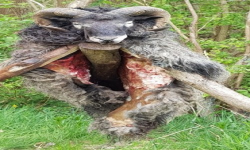 Zdjcie DANIA / Poudniowa Dania / Viking Center Ribe / Miso na stole, skra si suszy...chyba..