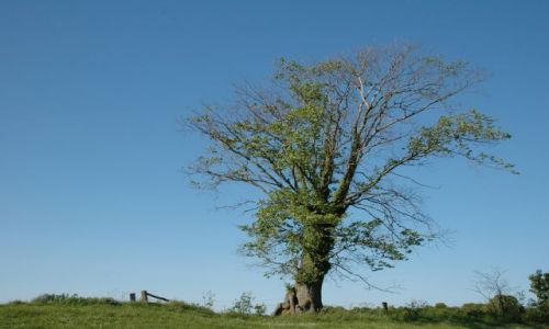 Zdjęcie DANIA / Bornholm / Hammeren / drzewo