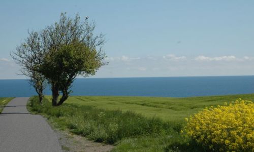 Zdjęcie DANIA / Bornholm / Gudhjem / drzewo