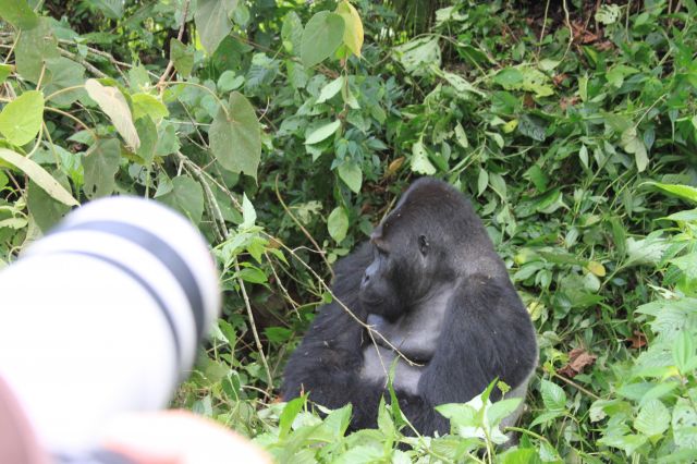 Zdjęcia: Kahuzi-Biega National Park, Chimanuka photostar, KONGO Zdjęcia: Kahuzi-Biega National Park, Chimanuka photostar, KONGO