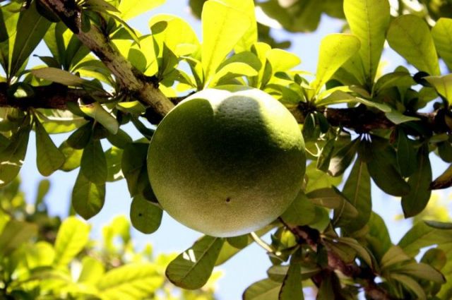 Zdjęcia: Bayahibe, Bayahibe, Dominikańska Pomarańcza , DOMINIKANA Zdjęcia: Bayahibe, Bayahibe, Dominikańska Pomarańcza , DOMINIKANA