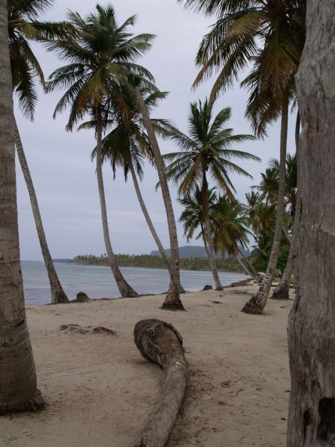 Zdjęcia: Dominikana / Las Galeras, Plaża, DOMINIKANA Zdjęcia: Dominikana / Las Galeras, Plaża, DOMINIKANA