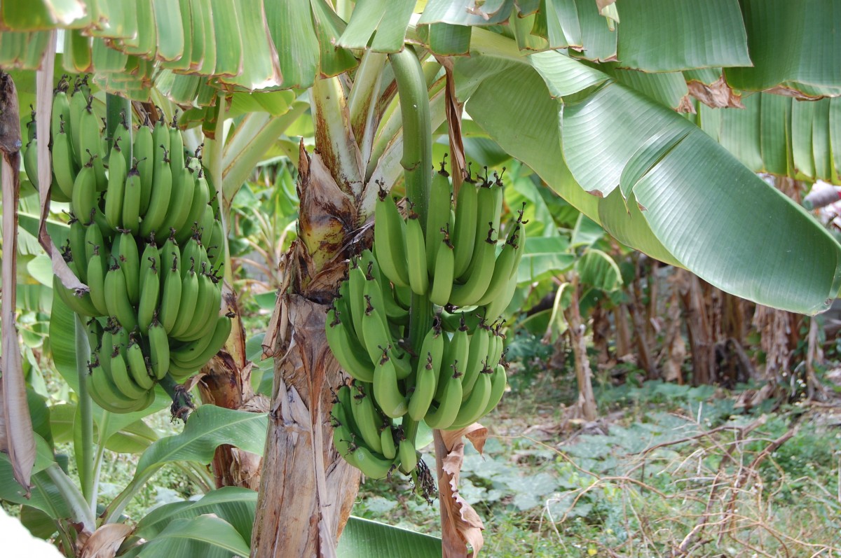Zdjęcia: Bavaro, Dominikana, Banany w Bavaro, Dominikana, DOMINIKANA Zdjęcia: Bavaro, Dominikana, Banany w Bavaro, Dominikana, DOMINIKANA