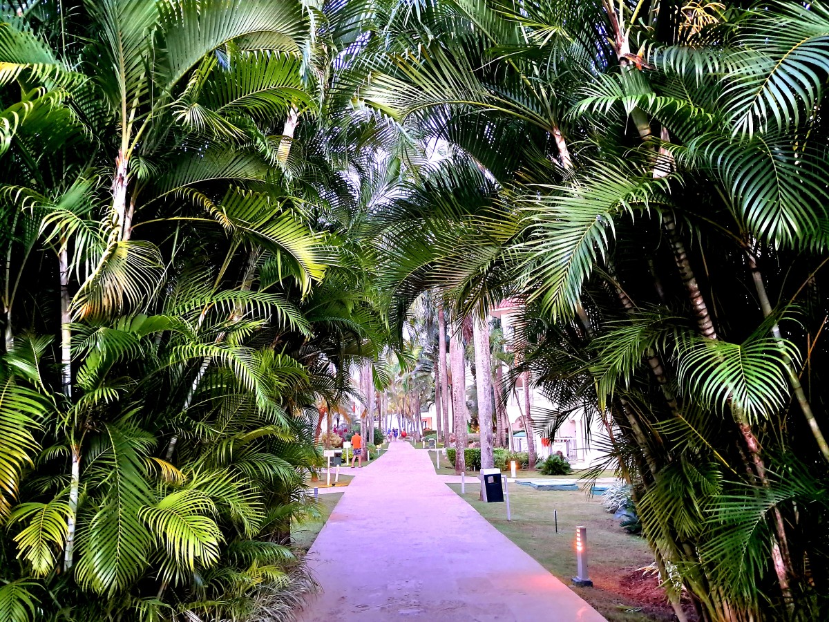 Zdjęcia: Cabarete , Puerto Plata, Zielona brama, DOMINIKANA Zdjęcia: Cabarete , Puerto Plata, Zielona brama, DOMINIKANA