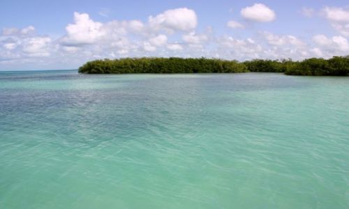 Zdjęcie DOMINIKANA / Bayahibe / Morze Karaibskie  / Mangrove Forest Caribbean Sea