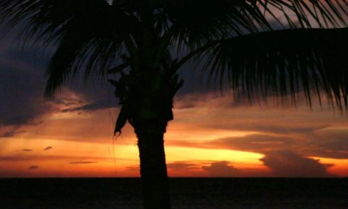 Zdjęcie DOMINIKANA / Bayahbe / Bayahibe / Przyroda