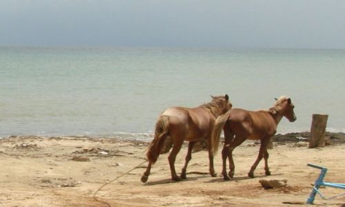 Zdjecie DOMINIKANA / brak / Samana / konie Samana