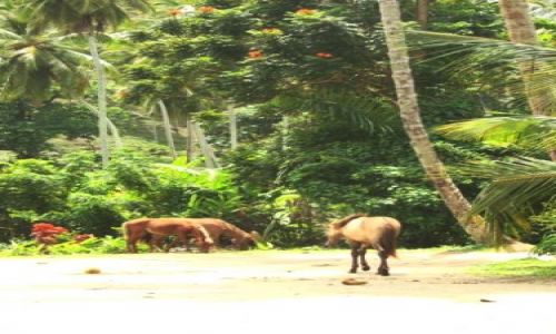 Zdjecie DOMINIKANA / brak / Samana / Samana Horses