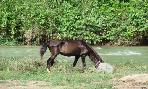 Zdjecie DOMINIKANA / brak / okolice Jarabacoa / chudzina