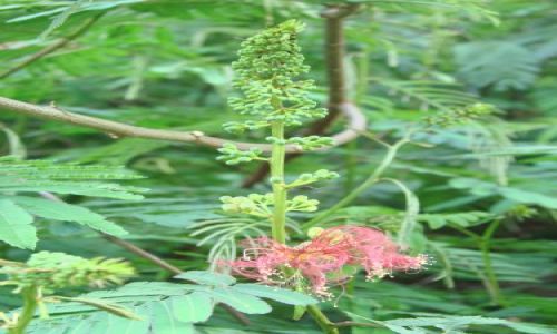 Zdjęcie DOMINIKANA / brak / okolice Jarabacoa  / fauna i flora okolic Jarabacoa