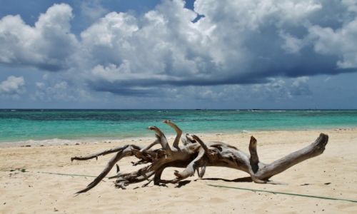 Zdjcie DOMINIKANA / - / Punta Cana / Przemijanie