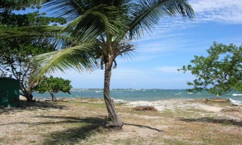 Zdjcie DOMINIKANA / Republica Dominicana / San Pedro / Dominicana Palm