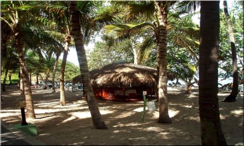 Zdjcie DOMINIKANA / Republika Puerto Plata / Puerto Plata / Pod palmami