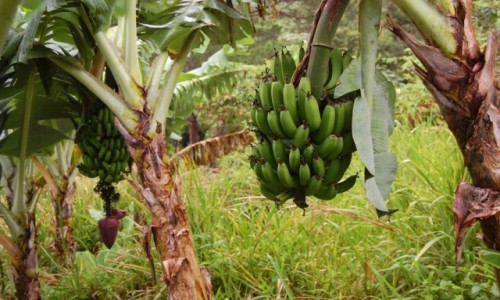 Zdjcie DOMINIKANA / Dominikana / Jarabacoa / Banany w okolicy Jarabacoa, Dominikana