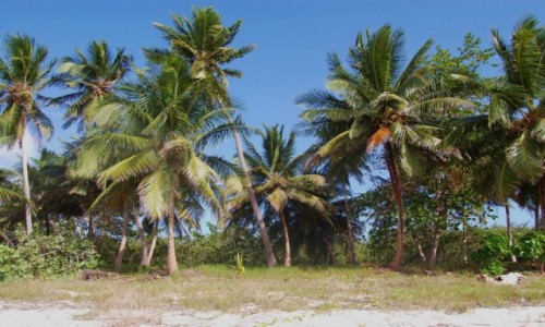 Zdjcie DOMINIKANA / La Altagracia / Saona / Wyspa Saona, Republika Dominikaska