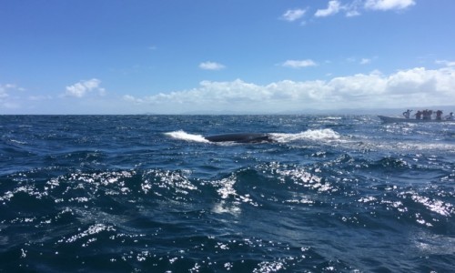 Zdjcie DOMINIKANA / Samana  / Pwysep Samana  / Wyprawa na Humbaki