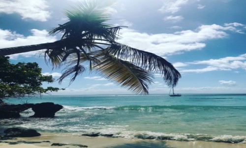 Zdjcie DOMINIKANA / Pwysep Samana  / Pwysep Samana  / Kultowa palma na Samana