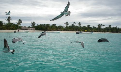 Zdjecie DOMINIKANA / brak / Saona / Mewy na Karaibach