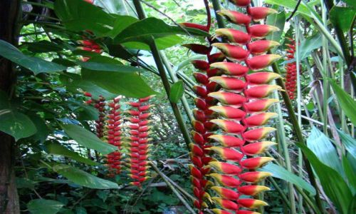 Zdjcie DOMINIKANA / Bayahibe / Busz / Heliconia