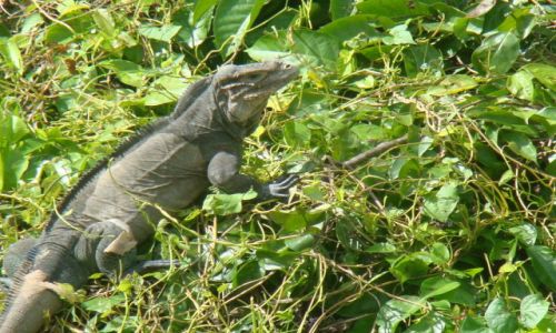 Zdjecie DOMINIKANA / - / rzeka de Chavon / Iguana w buszu