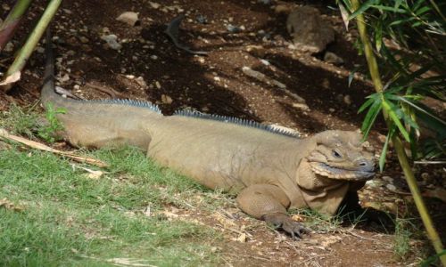 Zdjęcie DOMINIKANA / - / kompleks hotelowy / iguana