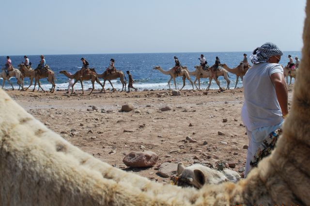 Zdjęcia: Okolice Dahab, -Synaj, Karawana, EGIPT Zdjęcia: Okolice Dahab, -Synaj, Karawana, EGIPT