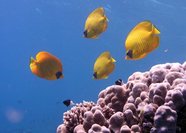 Zdjęcia: okolice Hurghady, Hurghada, rybki...., EGIPT Zdjęcia: okolice Hurghady, Hurghada, rybki...., EGIPT