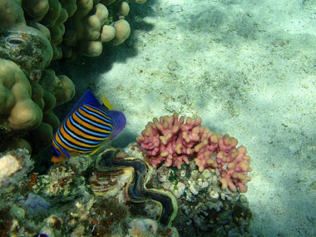 Zdjęcia: Marsa el Alam, Rybka, EGIPT Zdjęcia: Marsa el Alam, Rybka, EGIPT