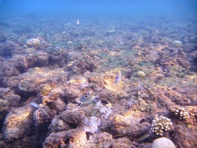 Zdjęcia: Hurghada, Pod wodą, EGIPT Zdjęcia: Hurghada, Pod wodą, EGIPT