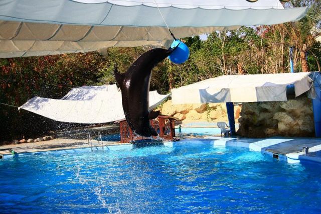 Zdjęcia: Delfinarium, Sharm El Sheikh, Tresura delfinów, EGIPT Zdjęcia: Delfinarium, Sharm El Sheikh, Tresura delfinów, EGIPT
