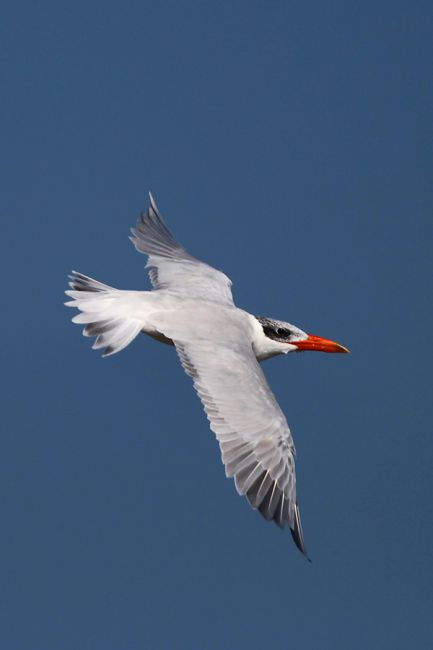 Zdjęcia: Red Sea, Marsa Alam, Rybitwa wielkodzioba, EGIPT Zdjęcia: Red Sea, Marsa Alam, Rybitwa wielkodzioba, EGIPT