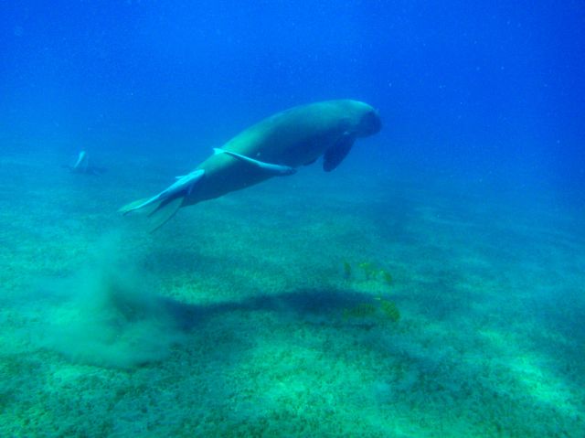 Zdjęcia: Abu Dabab, Marsa Alam, Diugoń, EGIPT Zdjęcia: Abu Dabab, Marsa Alam, Diugoń, EGIPT